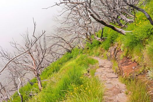 Hiking trail passage from mountain Pico Arieiro to Pico Ruivo, Madeira - burned trees along the path
