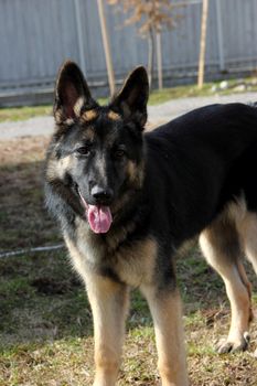 German Shepherd dog on the street of gray wooden fence