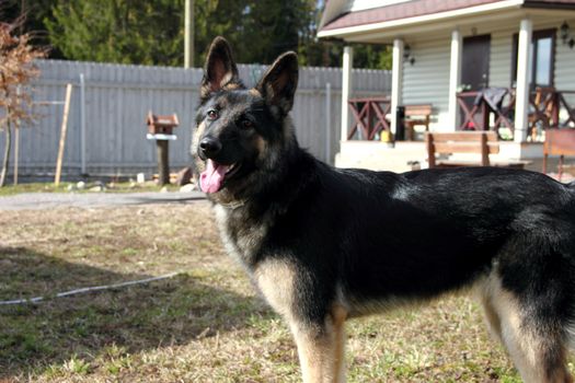 German Shepherd dog on the street of gray wooden fence