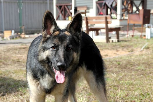 German Shepherd dog on the street of gray wooden fence