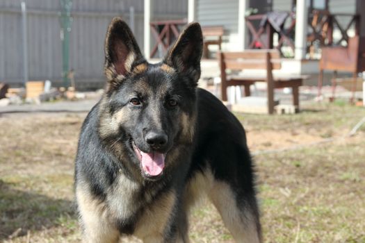 German Shepherd dog on the street of gray wooden fence