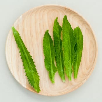 Culantro, Long coriander, Sawtooth coriander the herbs for seasoning of Thailand, India, Vietnam and other parts of Asia.