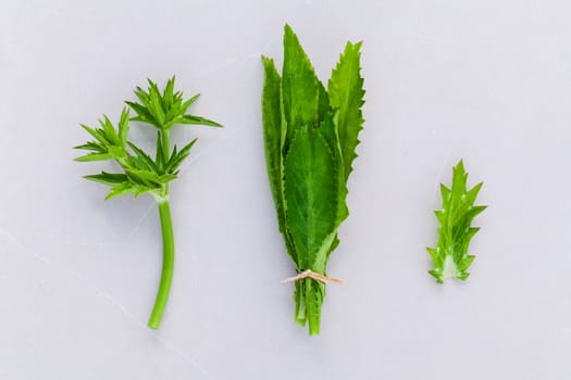 Culantro, Long coriander, Sawtooth coriander the herbs for seasoning of Thailand, India, Vietnam and other parts of Asia.