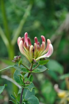 Flowers of honeysuckle 