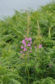 A Rosebay (Epilobium angustifolium)