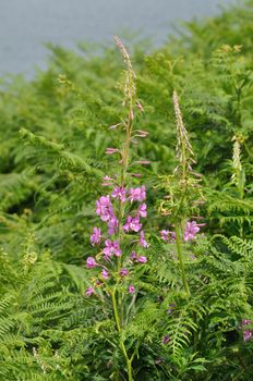 A Rosebay (Epilobium angustifolium)