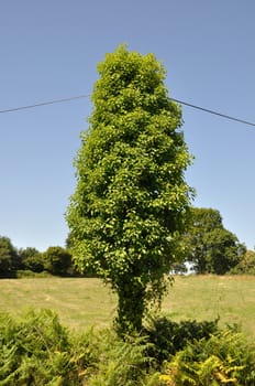 Pole covered with ivy leaves