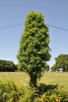 Pole covered with ivy leaves