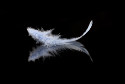 Abstract blurred blue feather over black background  