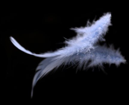 Abstract blurred blue feather over black background