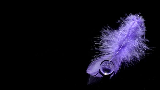 Violet feather over black background