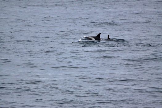 The orcas in the ocean near Iceland coast