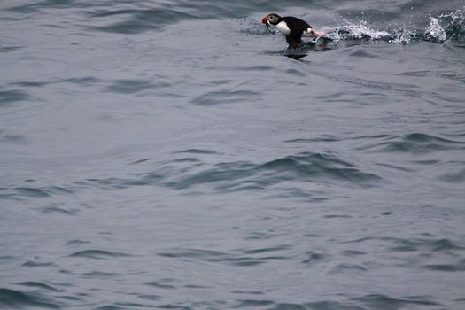Puffin get airborne with catch fish,Iceland