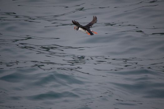 flying puffin over the sea with a fish in its beak