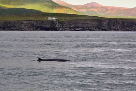 The orca in the ocean near Icelands coast