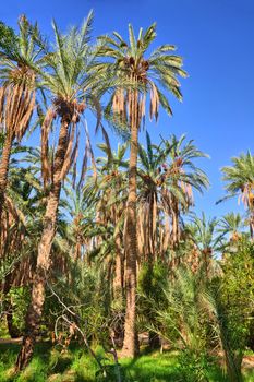 Date Palms in jungles in Tamerza oasis, Sahara Desert, Tunisia, Africa, HDR