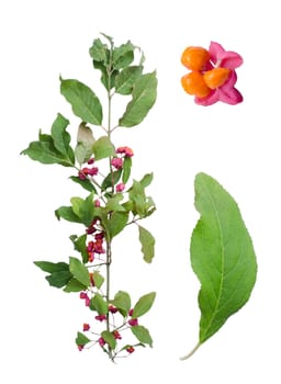 Spindle wood branch with detail of leaf and fruit isolated on white background.