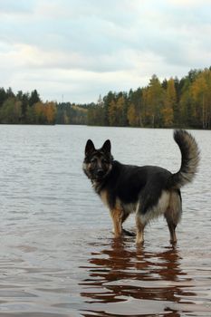 German Shepherd Dog in the lake in the fall. Forest and reflecting surface of water