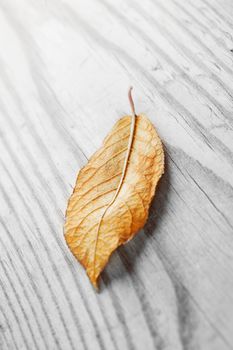 Autumn leaf over wooden background with copy space