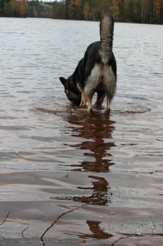 German Shepherd Dog in the lake in the fall. Forest and reflecting surface of water