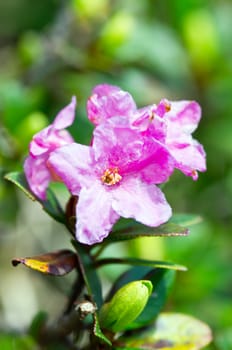 Closeup photo of a beautiful pink Pink Rhododendron