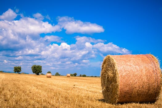 Bales of hay with olive trees