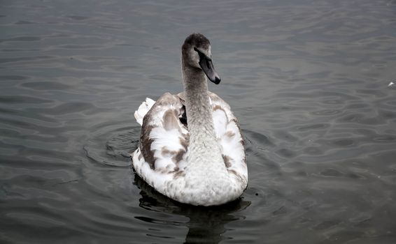 Courtship of a young gray swans on a blue lake with clear water.