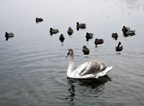 Courtship of a young gray swans on a blue lake with clear water.