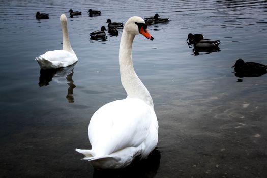 Courtship of a young gray swans on a blue lake with clear water.