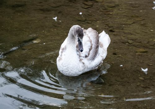 Courtship of a young gray swans on a blue lake with clear water.