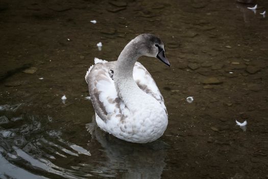 Courtship of a young gray swans on a blue lake with clear water.