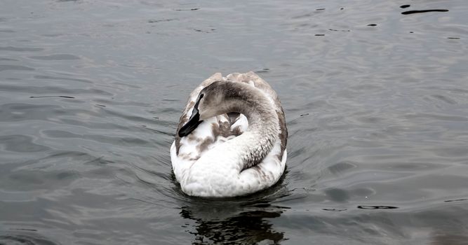 Courtship of a young gray swans on a blue lake with clear water.