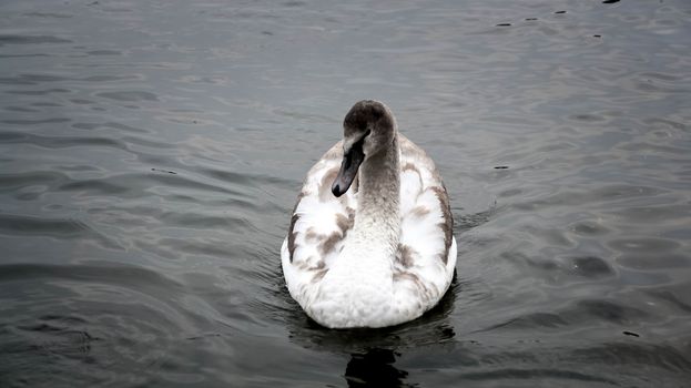 Courtship of a young gray swans on a blue lake with clear water.