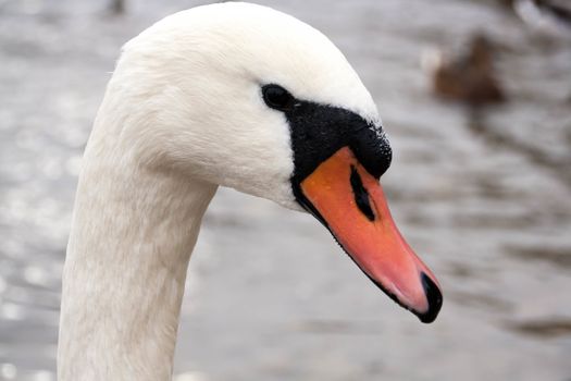 Courtship of a young gray swans on a blue lake with clear water.