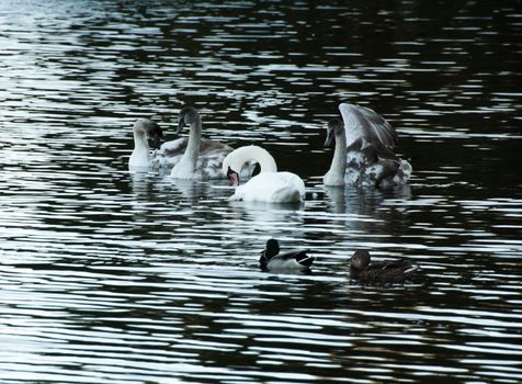 Courtship of a young gray swans on a blue lake with clear water.