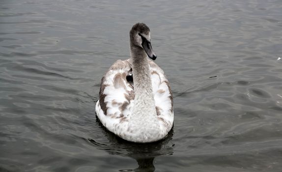 Courtship of a young gray swans on a blue lake with clear water.
