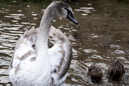 Courtship of a young gray swans on a blue lake with clear water.