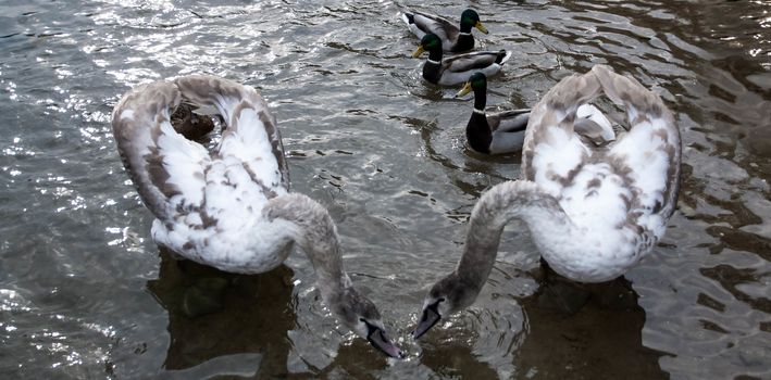 Courtship of a young gray swans on a blue lake with clear water.