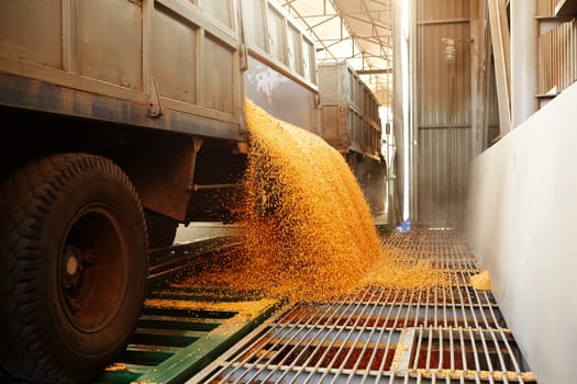 the corn unloaded in a heap after last harvesting