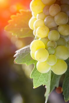 Beautiful Lush White Grape Bushels Vineyard in The Afternoon Sun.