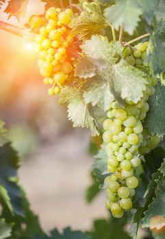 Beautiful Lush White Grape Bushels Vineyard in The Afternoon Sun.