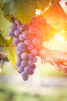 Vineyard with Lush, Ripe Wine Grapes on the Vine Ready for Harvest.