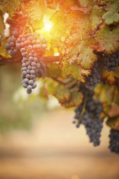 Lush, Ripe Wine Grapes on the Vine Ready for Harvest.