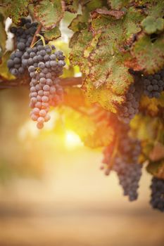 Lush, Ripe Wine Grapes on the Vine Ready for Harvest.