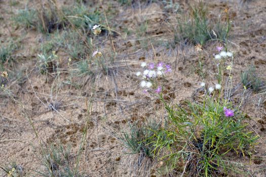 Lilac and white wildflowers on a sand
