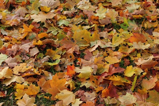 Many multi-colored maple leaves.  Nice Autumn background