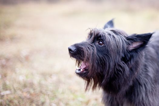 A black terrier head on autumn background
