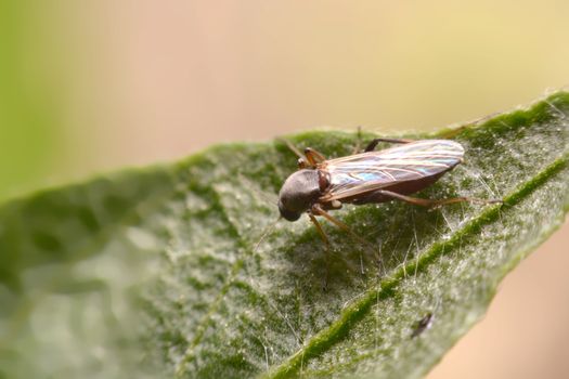 chironomid macro  on green background