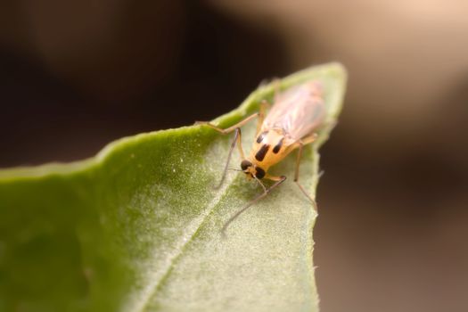 chironomid macro  on green background