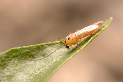 chironomid macro  on green background